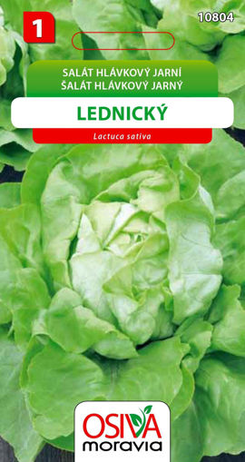 Obrázek z Salát hlávkový jarní Lednický Seva Seed 0,5g 