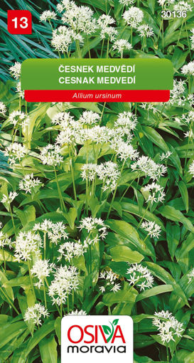 Obrázek z Česnek medvědí 0,5 g 