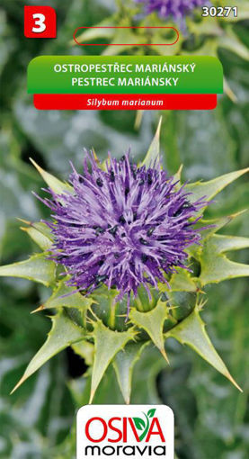 Obrázek z Ostropestřec mariánský Osiva moravia 4 g 