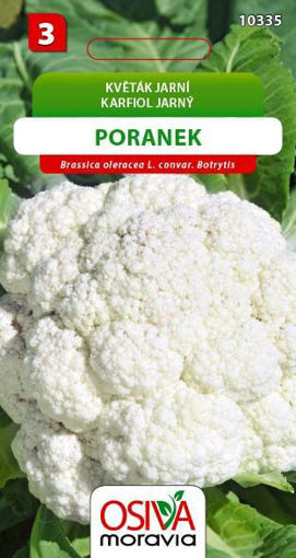 Obrázek z Květák Poranek 0,4 g 