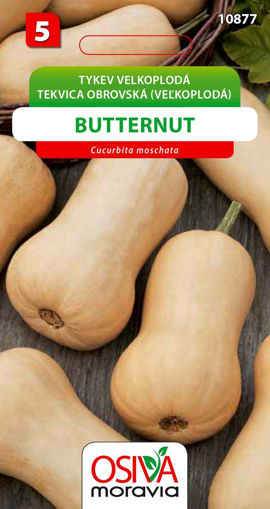 Obrázek z Tykev Butternut 10 s 