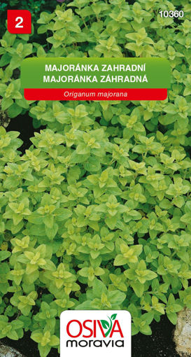 Obrázek z Majoránka zahradní Osiva moravia 0,2 g 