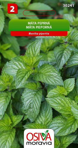 Obrázek z Máta peprná Seva Seed 0,05g 