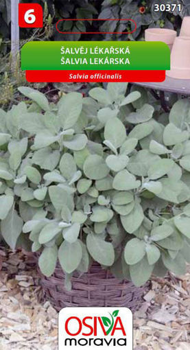 Obrázek z Šalvěj lékařská 0,6 g 