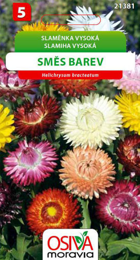 Obrázek z Slaměnka vysoká směs barev Osiva moravia 0,5 g 