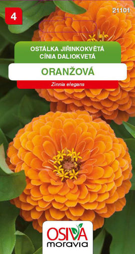 Obrázek z Ostálka jiřinkokvětá oranžová 1 g 