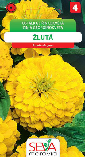 Obrázek z Ostálka jiřinkokvětá žlutá 1 g 