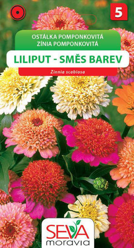 Obrázek z Ostálka pompónkovitá Lilliput směs barev 1 g 