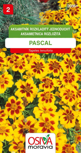 Obrázek z Aksamitník rozkladitý jednoduchý Pascal 0,2 g 