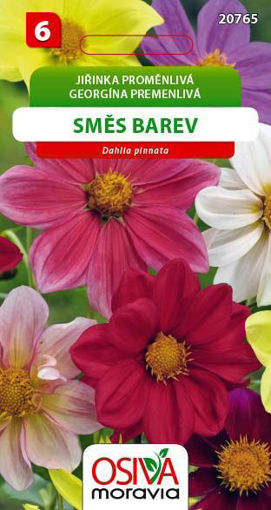 Obrázek z Jiřinka proměnlivá směs 0,8 g 