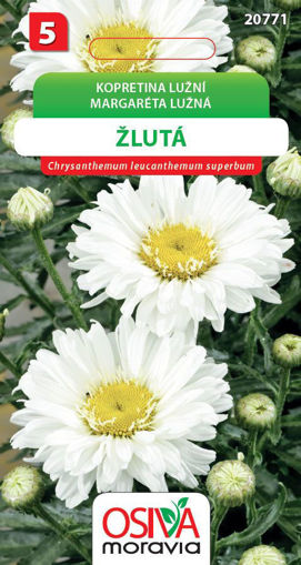 Obrázek z Kopretina lužní bílá se žl. středem 0,3 g 